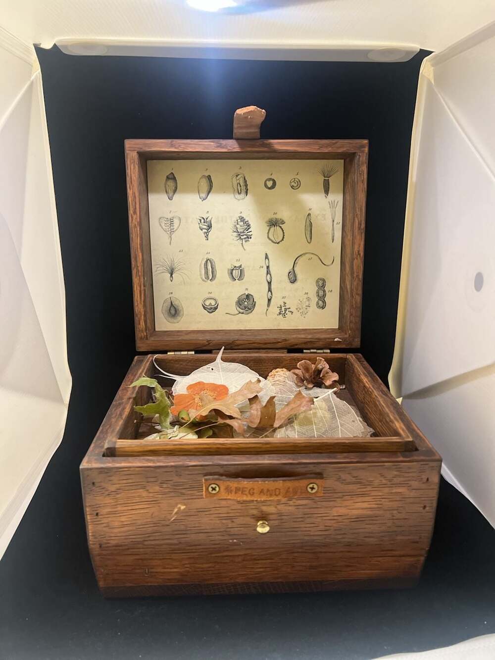 Peg and Awl Wooden Cabinet of Curiosities Specimen Box With Botanical Print